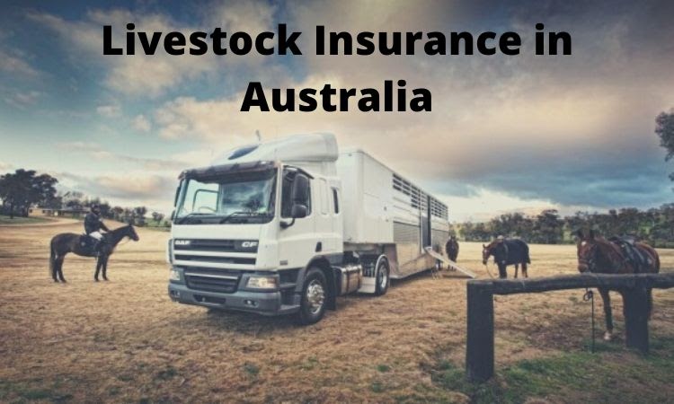 livestock Insurance in Australia